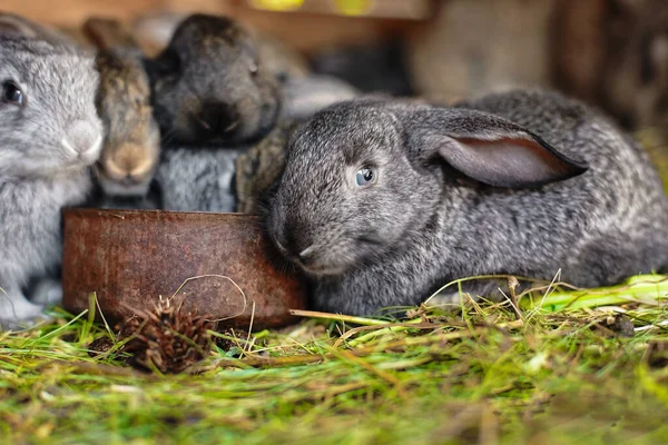 小さなウサギは同じ給餌器から食べる 農場でかわいいふわふわのウサギ ウサギの繁殖 — ストック写真