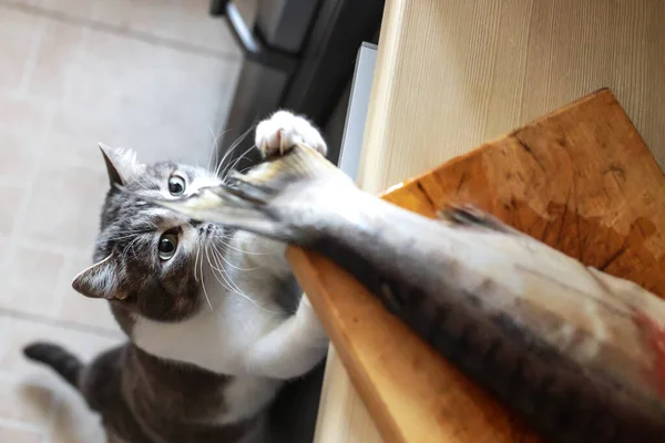 A hungry cat looks at the tail of a fish on the kitchen table. A pet steals food from the table. Cat's delicacy — Stock Image Hungry Cat Looks Tail Fish Kitchen Table Pet Steals Food Stock Photo