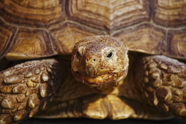 Portrait d'une énorme vieille tortue en gros plan. Reptile exotique avec coquille — Photo