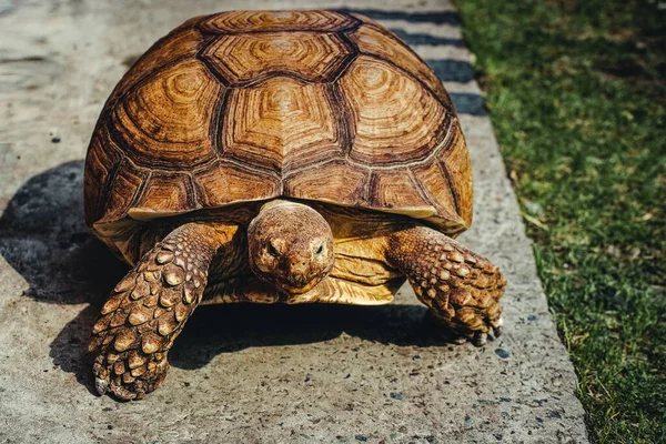 Une énorme vieille tortue rampe le long d'une route ou d'un trottoir en béton. Portrait d'un reptile avec une coquille cornée. — Photo