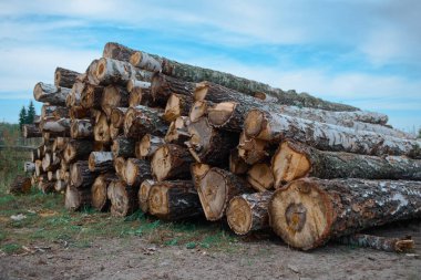 Yuvarlak ahşap kütükler yerde yatar. Kereste toplama.