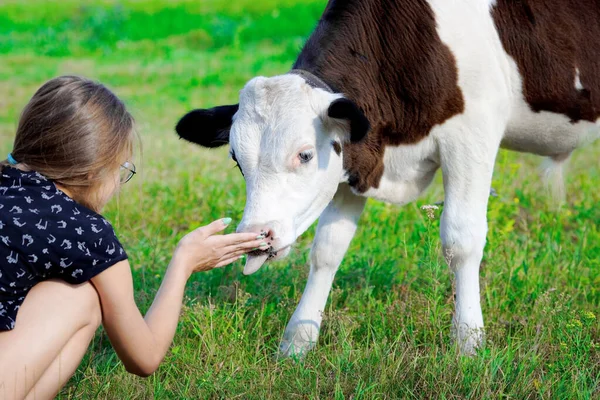 Egy fiatal borjú nyalogatja a lányok kezét. Egy állat és egy gyermek közötti barátság. — Stock Fotó