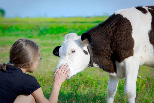 Egy fiatal borjú nyalogatja a lányok kezét. Egy állat és egy gyermek közötti barátság. — Stock Fotó