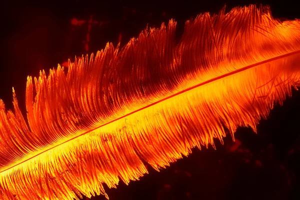 Bird feather close-up. Abstract background for the screen saver.