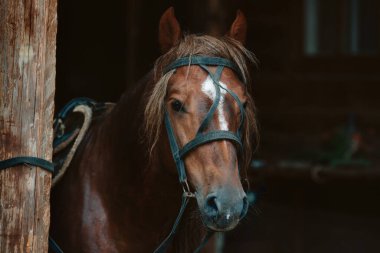 Koşumlu bir atın güzel yüzü. Kopyalamak için alanı olan hayvan teması