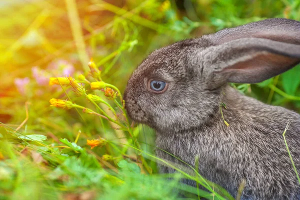 Küçük bir tavşan ot yer. Bir takvim ya da kartpostal için pofuduk ve büyüleyici bir evcil hayvan portresi. — Stok fotoğraf