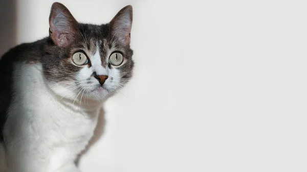 Um gato cinza com um peito branco olha para algo com grandes olhos de surpresa. Este é um retrato de um gato interessado com olhos arredondados. — Fotografia de Stock
