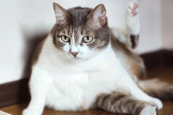 The lazy cat is lying on the floor and has lifted its paw up. A well-fed pet is resting in a bright room. — Stock Photo, Image