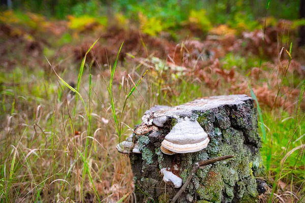 Un tocón decrépito en el borde del bosque estaba cubierto de musgo y chaga de hongos yesca. —  Fotos de Stock