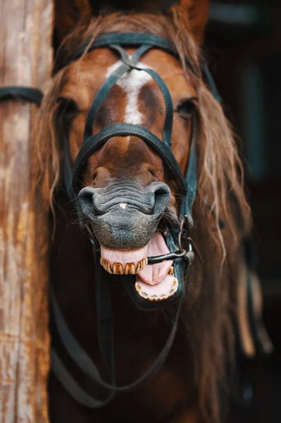 Un caballo sonríe de cerca. El caballo relincha o ríe y muestra sus dientes. — Foto de Stock