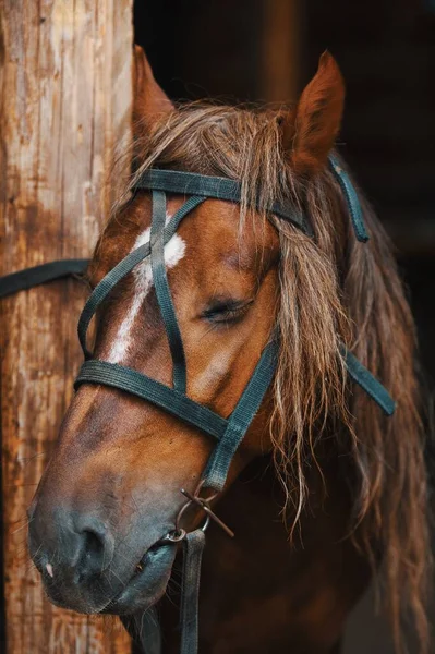 L'étalon dans la bride se tient attaché à un poteau sur la ferme. Gros plan sur le visage du cheval. — Photo