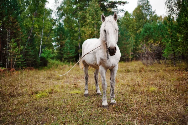 Un caballo de campo blanco pastando en el borde del bosque. La yegua está atada a una cuerda y pastando en un prado. —  Fotos de Stock