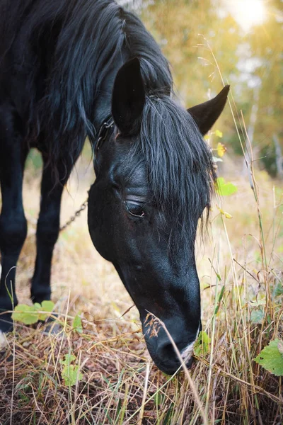 Retrato de un caballo negro en un primer plano de pasto en un día de otoño. Hermosa cara de caballo —  Fotos de Stock