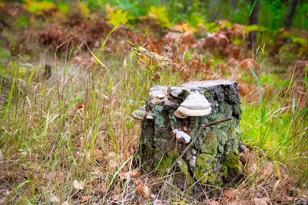Un tocón decrépito en el borde del bosque estaba cubierto de musgo y chaga de hongos yesca. —  Fotos de Stock