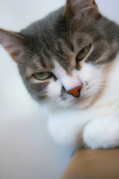 Um gato doméstico cinza bem preparado com um olhar sério e arrogante. Close-up retrato de um animal de estimação. — Fotografia de Stock