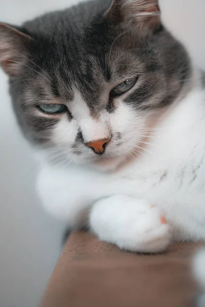 Eine gepflegte graue Hauskatze mit ernstem und arrogantem Blick. Nahaufnahme Porträt eines Haustieres. — Stockfoto