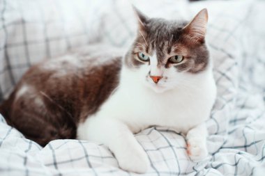 Gri bir kedi gün boyunca battaniyeye uzanır ve başka yere bakar..