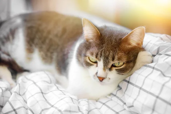 Sad Cat Lies White Blanket Looks Longingly Away Painful Condition — Stock Photo, Image