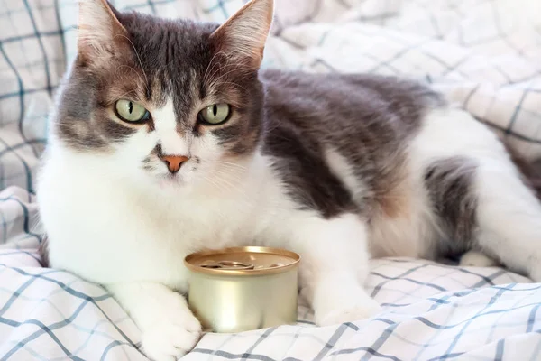 Un hermoso gato gris está acostado sobre una manta con una lata de comida enlatada. Anuncios de comida para gatos con espacio para copias. —  Fotos de Stock