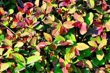 Kırmızı ve yeşil çiçek yapraklarının katı arkaplanı. Üst Manzara. doğal arkaplan