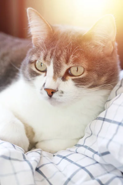 The noble cat lies on a white blanket and looks away with interest. A beautiful pet is resting on the bed. — Stock Photo, Image