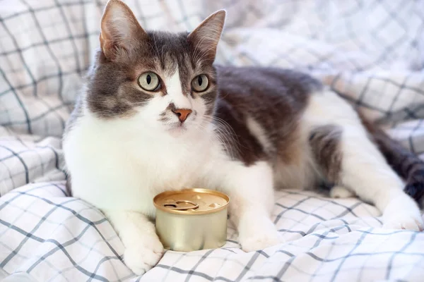 Красивая серая кошка лежит на одеяле с банкой консервов. Реклама кошачьей еды с пространством для копирования. — стоковое фото