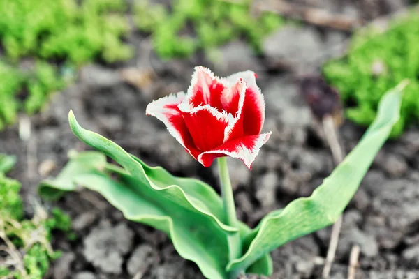夏の日に1つの赤いチューリップの花がぼやけた花壇の背景にあります. — ストック写真