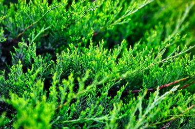 Yeşil ardıç dalları güneş ışığında kapanır. Doğal katı arkaplan. 