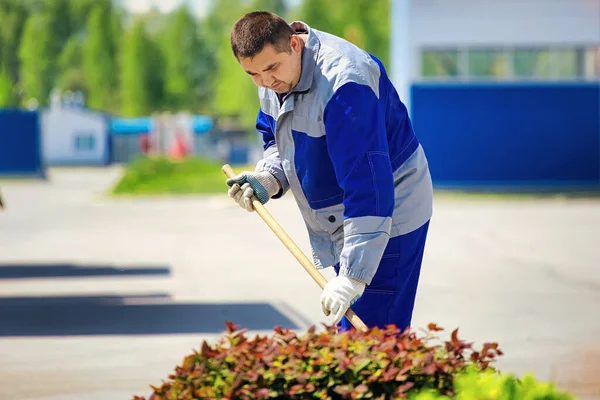 코카서스식 외양을 관리하고 여름철에 생산 현장에서 식물을 돌보는 수컷 정원사. — 스톡 사진