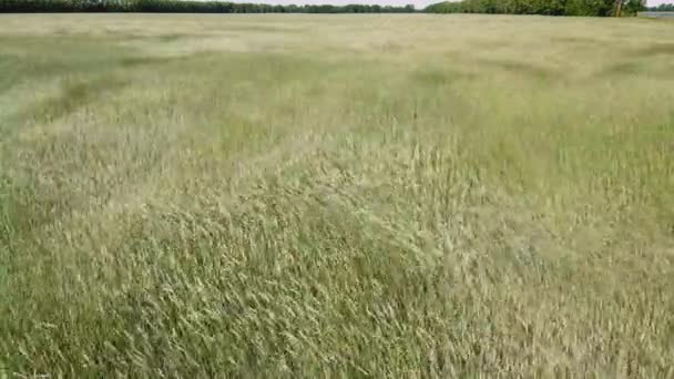 Pole mladé zelené pšenice nebo žita se houpe ve větru. Sklizeň obilnin. Video z dronu s předsunutým letem. — Stock video