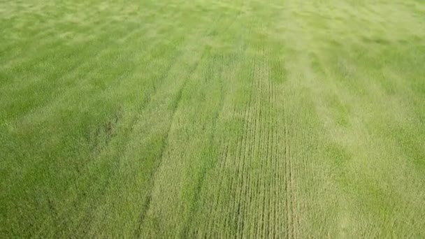 Ein Feld jungen grünen Weizens wiegt sich im Wind. Video von einer Drohne mit einem Flug nach vorn. 4k. Frieden und Ruhe. — Stockvideo