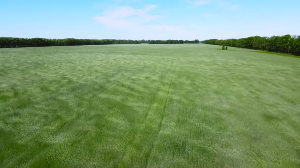 Een veld van jonge groene tarwe zwaait in de wind. Video van een drone met een voorwaartse vlucht. 4k. Vrede en rust. — Stockvideo