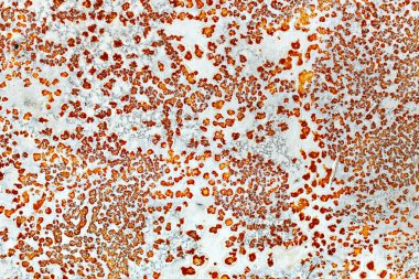 Düz metal yüzey, beyaz boya ve pas içinde. Tasarım için soyut arkaplan.