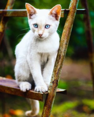 Güneşli bir yaz gününde beyaz bir kedi yavrusu bahçede bir merdivende oturur. Güzel mavi gözlü evcil hayvan.