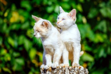Güneşli bir yaz gününde iki küçük beyaz kedi yavrusu tahta bir kütükte oturur. Köy kedilerinin portresi. Sevimli hayvanlar.