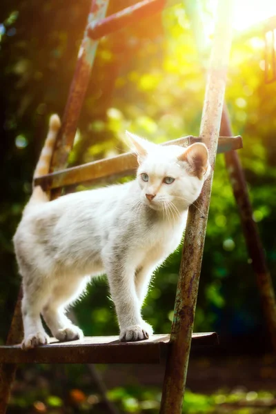 A white kitten sits on a staircase in the garden on a sunny summer day. Beautiful blue-eyed pet. — Stockfoto