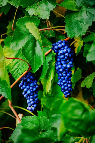 Grona czarnych winogron wiszą na krzewie z zielonymi liśćmi. Naturalny produkt do produkcji wina. — Zdjęcie stockowe