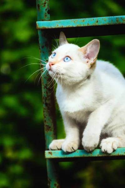 En vit kattunge sitter på en stege i trädgården en solig sommardag och tittar upp med intresse. Vackra blåögda husdjur — Stockfoto