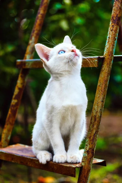 화창 한 여름날, 흰 고양이 한 마리가 정원에 있는 사닥다리에 앉아 관심을 가지고 위를 올려다 봅니다. 아름다운 파란 눈의 애완 동물 — 스톡 사진