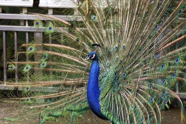 Erkek tavuskuşu, Pavo — Stok fotoğraf