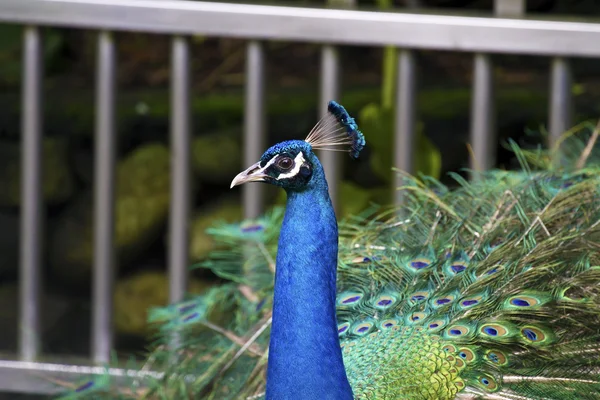 Samec pávice, Pavo — Stock fotografie