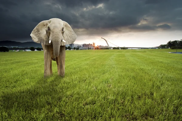 Otlakta şafak ile tek fil — Stok fotoğraf