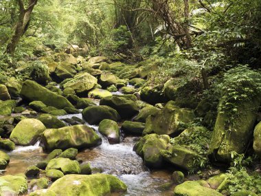 akışı Da Gou XI ormandaki yosunlu kayalar