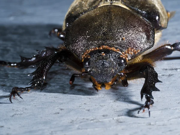 Japanese rhinoceros beetle — Stock Photo, Image