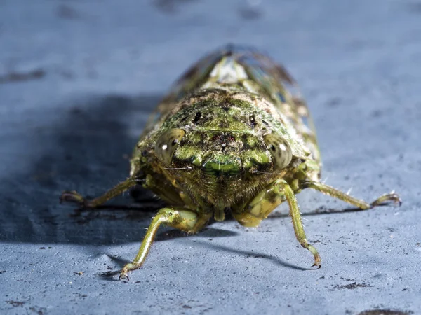 Retrato de una polilla — Foto de Stock