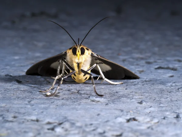 Asota heliconia zebrina,Moth — Stock Photo, Image