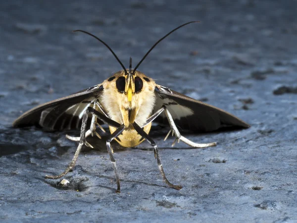 Asota heliconia zebrina, Nachtfalter — Stockfoto