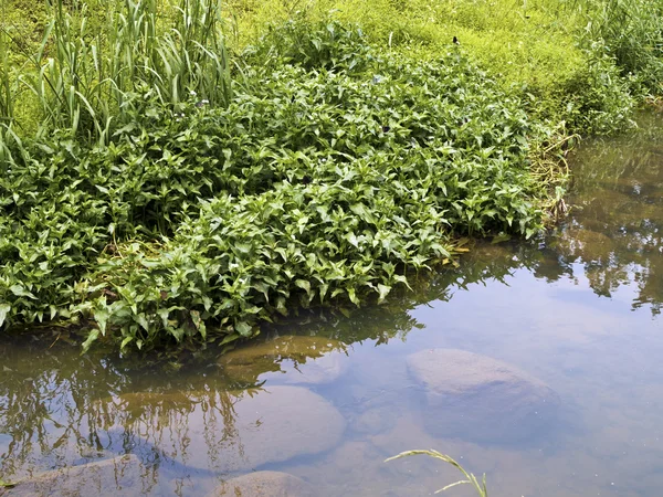 Pemandangan taman hijau — Stok Foto