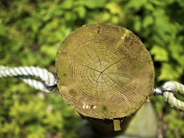 나무 링의 보기 — 스톡 사진