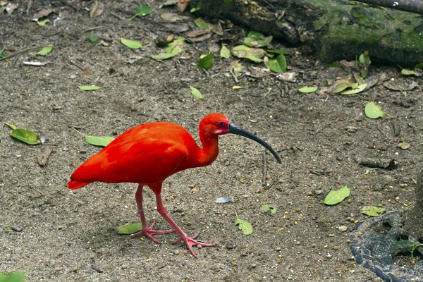 Scarlet Ibis, από καουτσούκ Eudocimus — Φωτογραφία Αρχείου